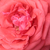 Narancssárga - Virágágyi grandiflora - floribunda rózsa - Duftwolke®